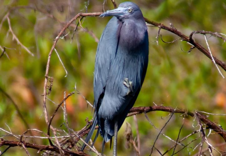A little blue heron.